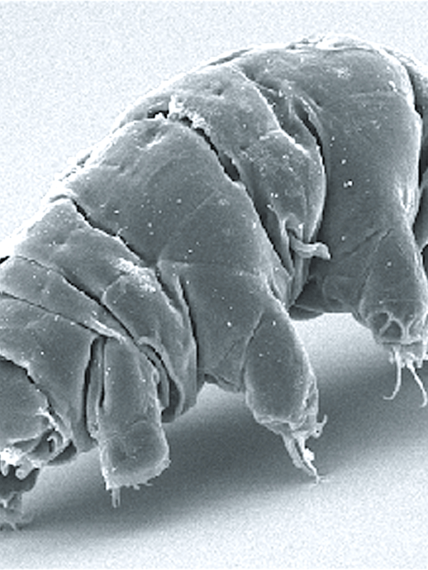 Tardigrades