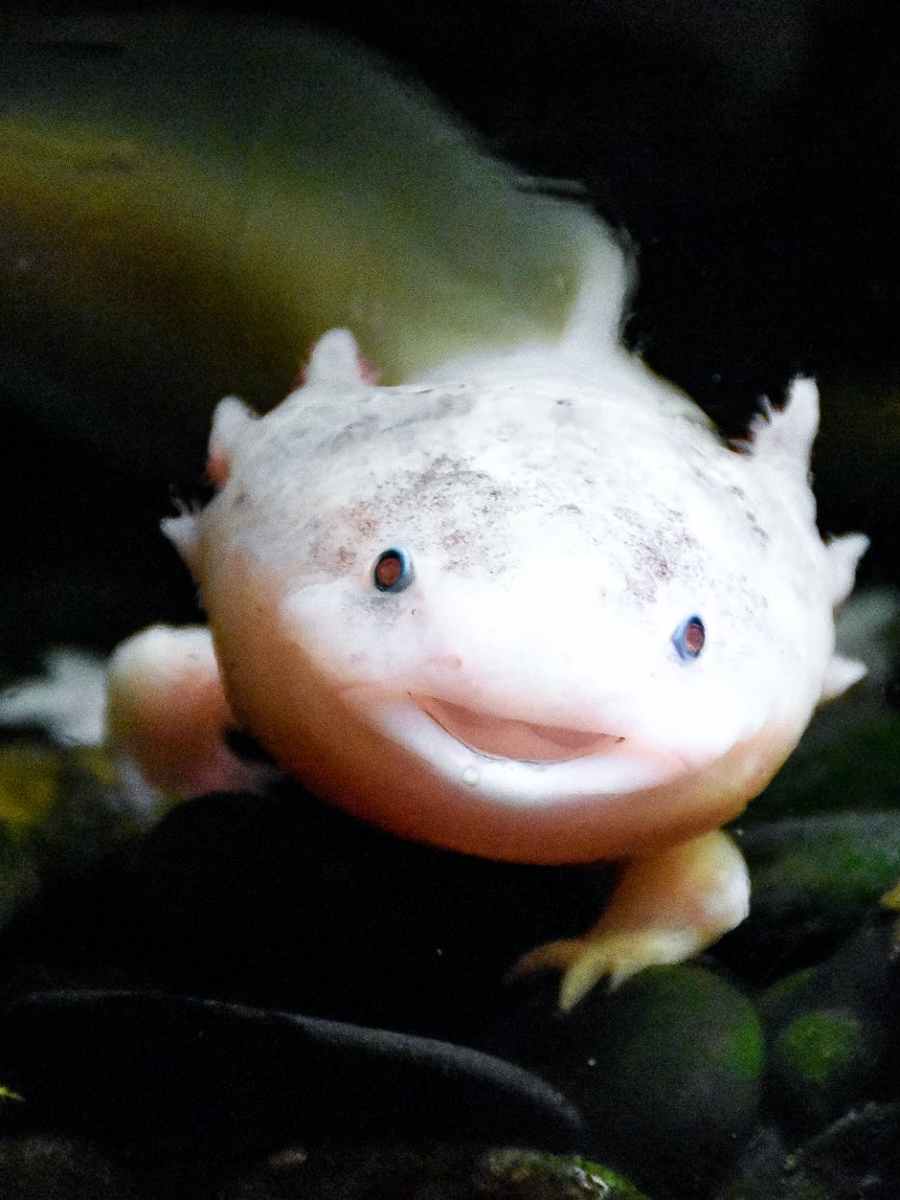 Axolotls