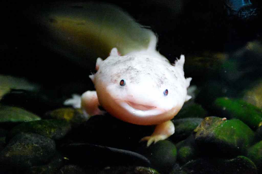 Axolotl image